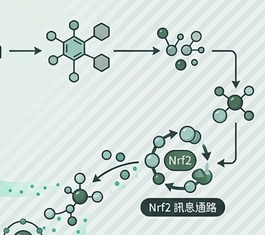 蘿蔔硫苷與蘿蔔硫素：原料特性與規格簡介